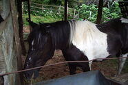 Pferd