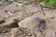 eierlegende Mutterschildkröte