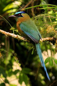 Bunter Vogel