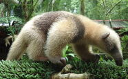 Ameisenbär