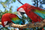Ara des ailes vertes