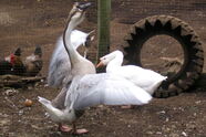 Gänse