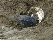 schlüpfendes Schildkrötenbaby mit Ei