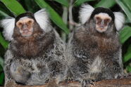Singes à touffe blanche