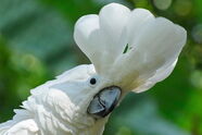 Oiseau cacatoès
