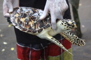 Karettschildkröte