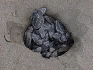 schlüpfendes Schildkrötennest