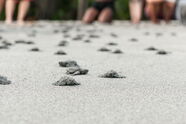 viele Babyschildkröten