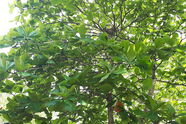 Faultier im Baum