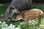 Tapir avec bébé