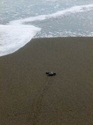 Schildkrötenbaby auf dem Weg ins Meer