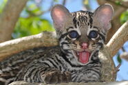 jeune ocelot