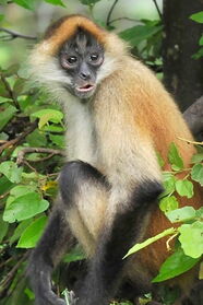 Singe-araignée