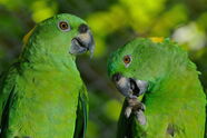 deux perroquets verts